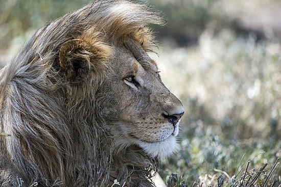Wildlife